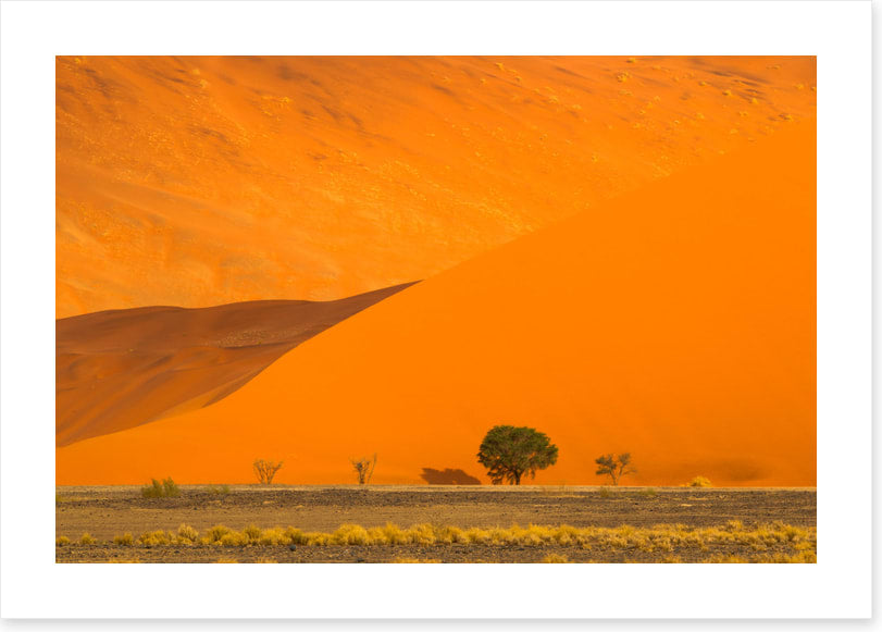 Below the dune