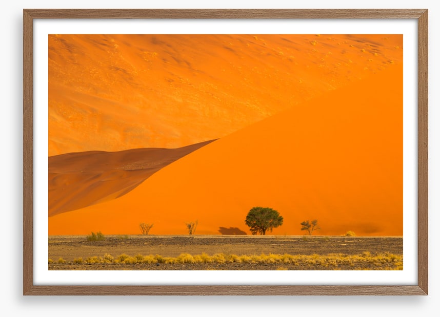 Below the dune