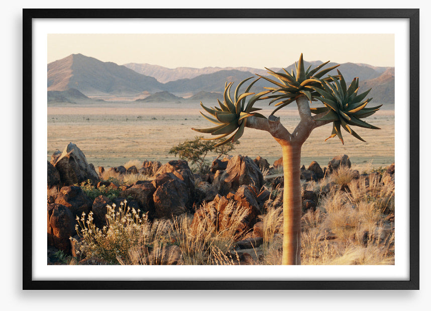 Lonesome kokerboom