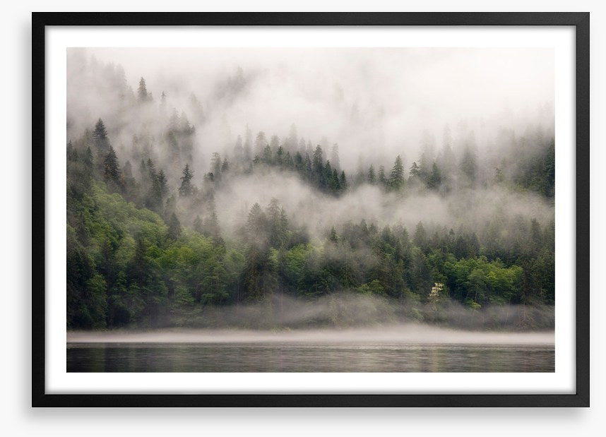 Fog from the forest