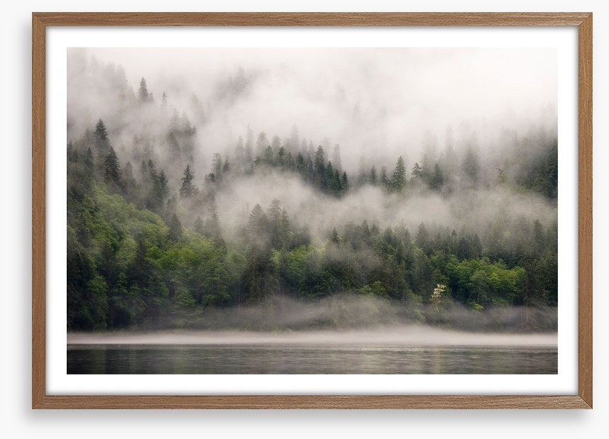 Fog from the forest