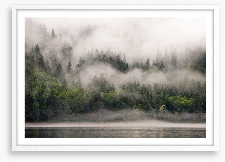 Fog from the forest