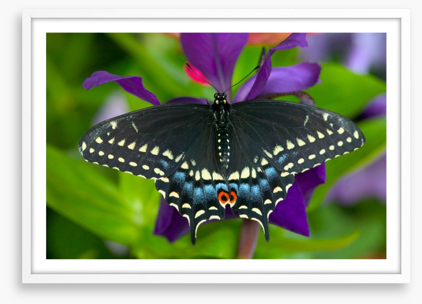 Insects