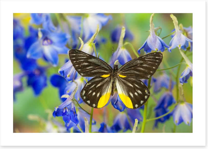 Insects