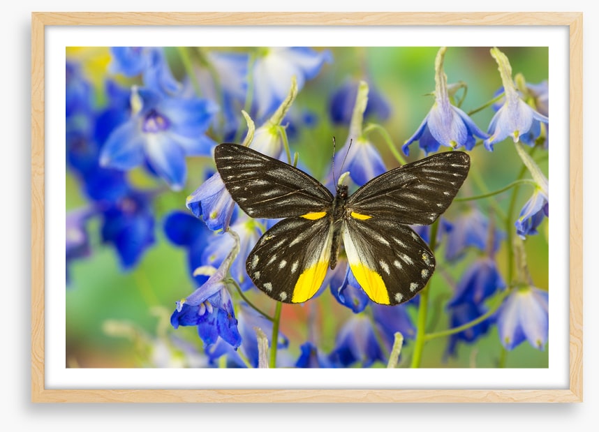 Insects