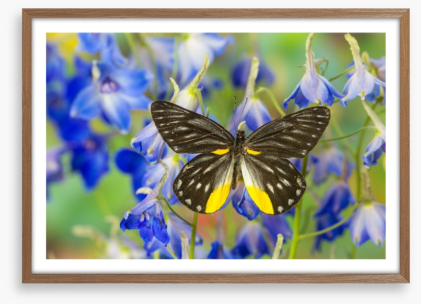 Insects
