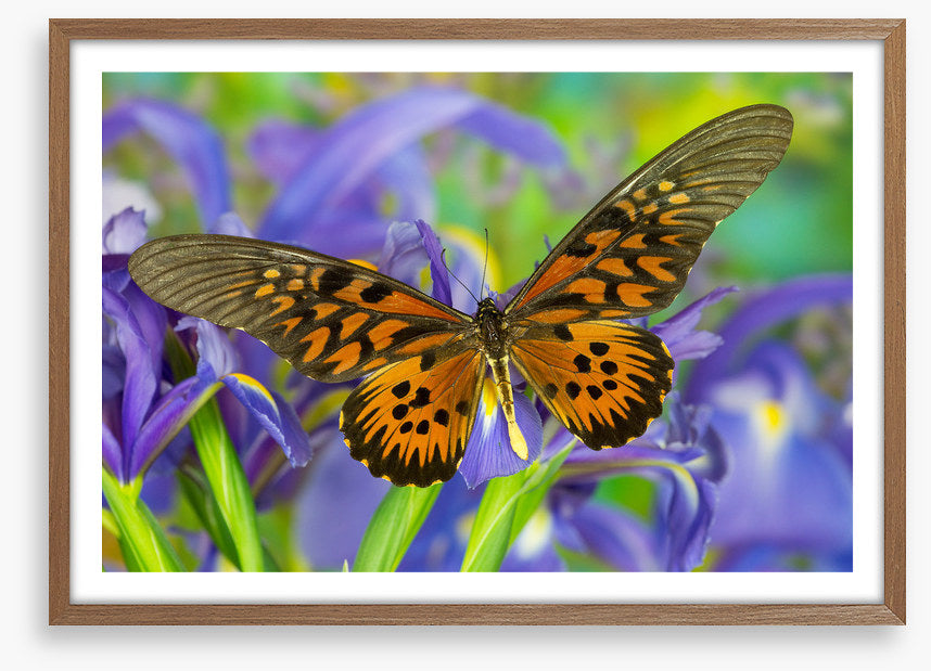Insects