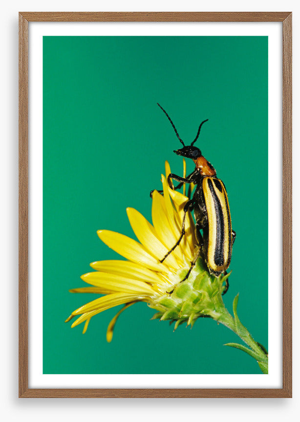 Insects