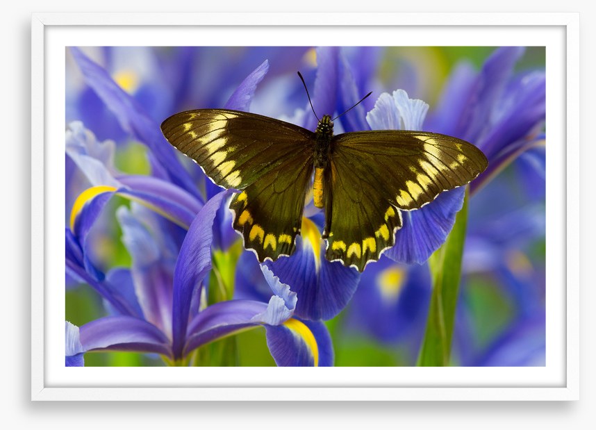 Insects