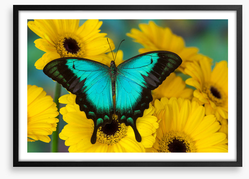 Sea green swallowtail