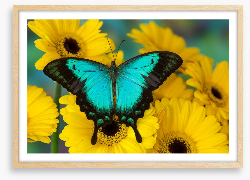 Sea green swallowtail