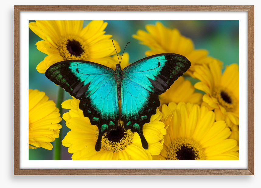 Sea green swallowtail