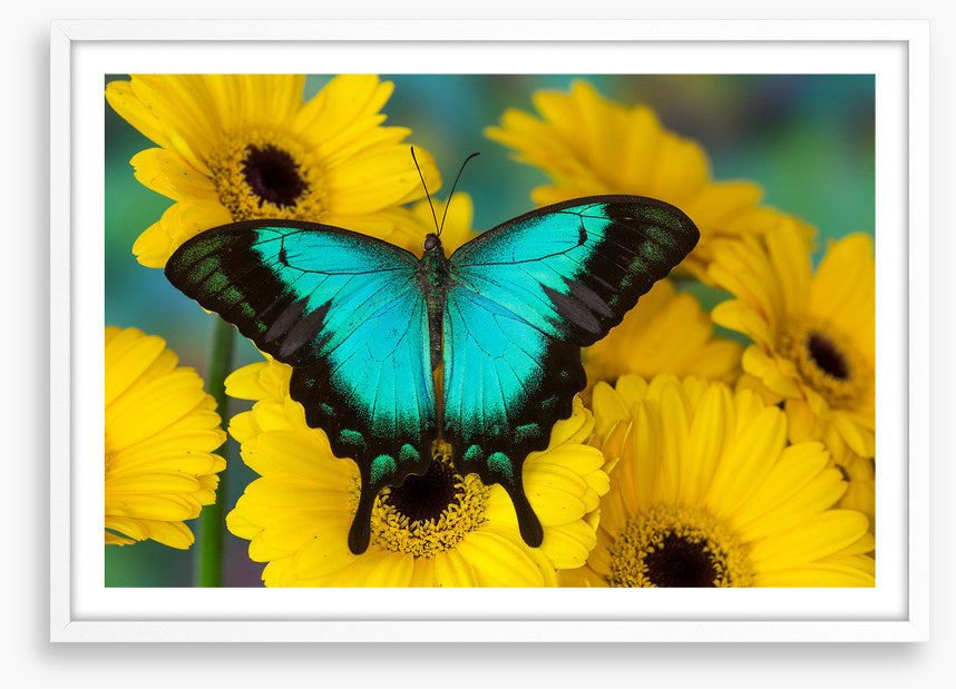 Sea green swallowtail
