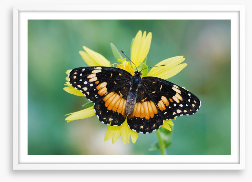 Butterflies