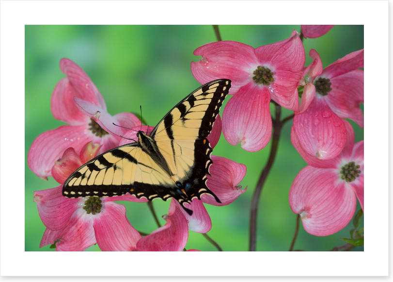 Insects