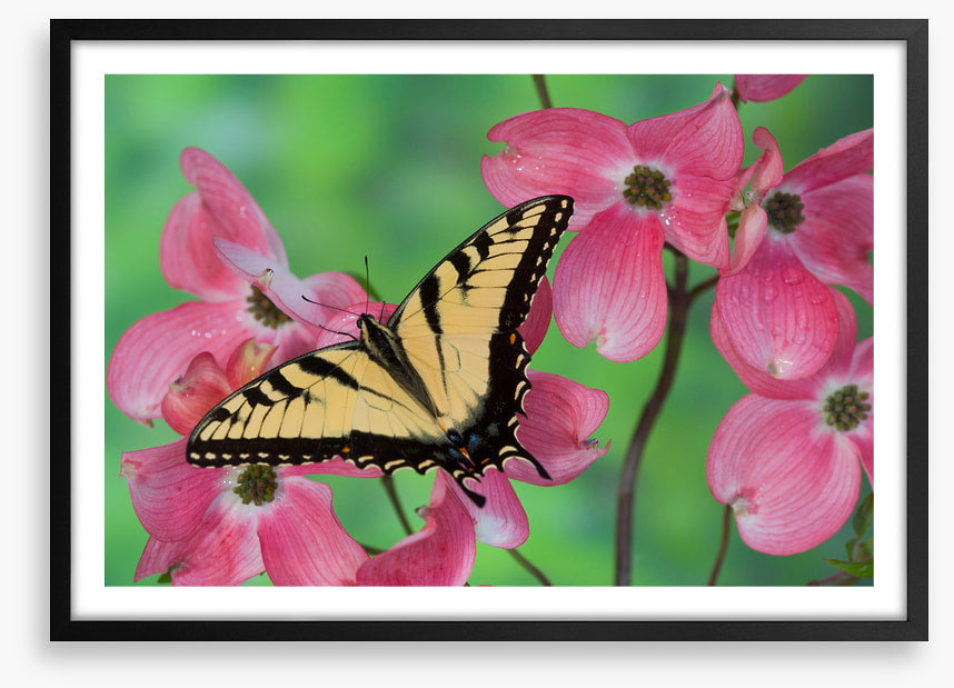 Insects