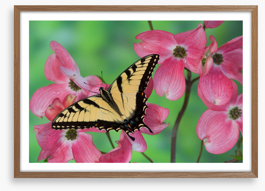 Insects