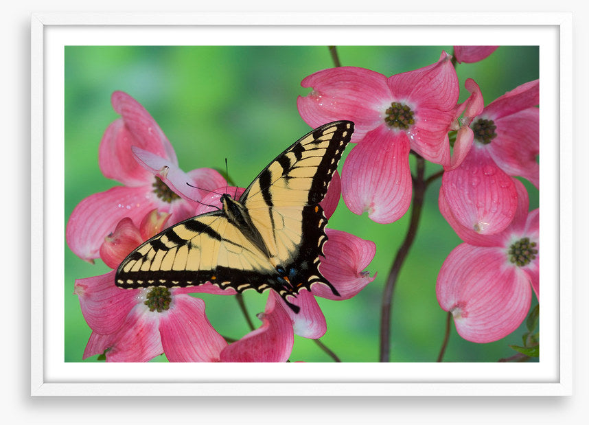 Insects