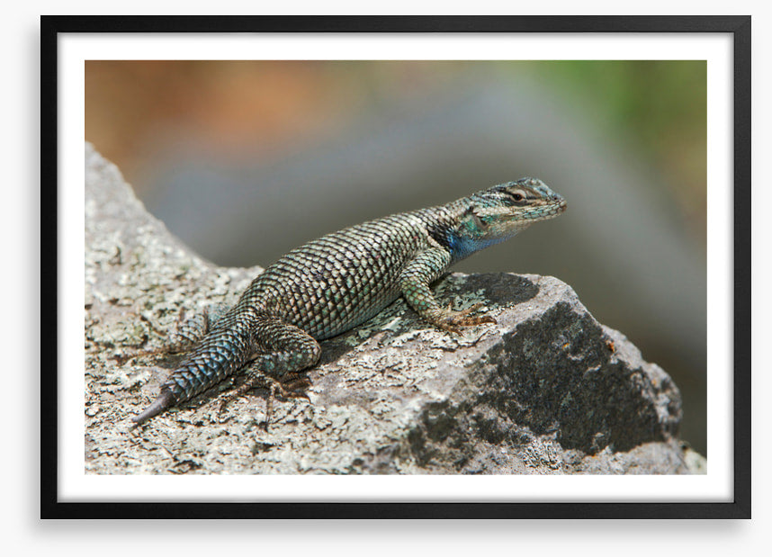 Spiny lizard ledge