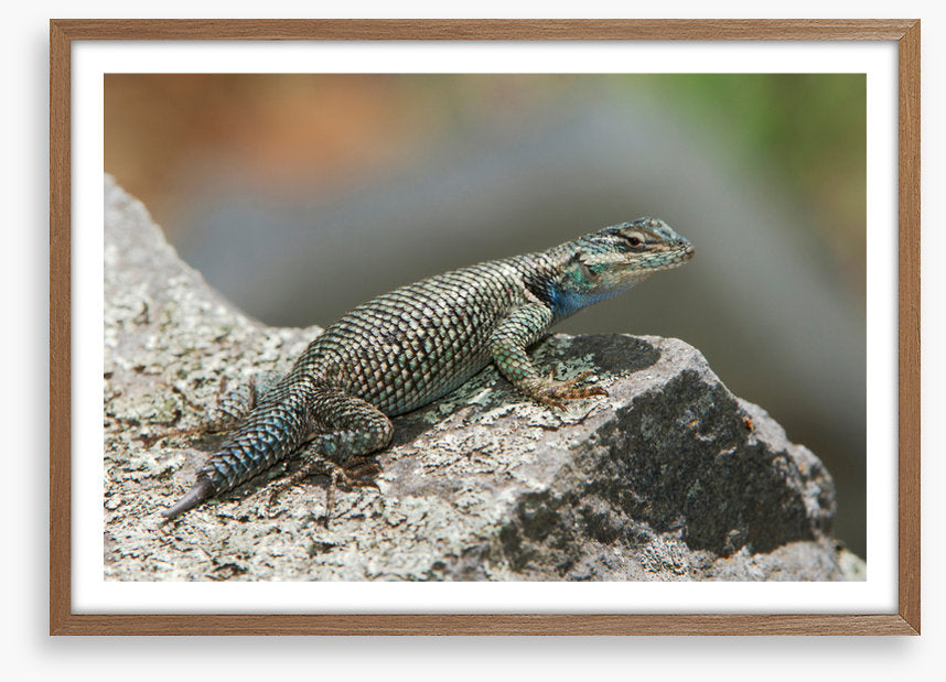 Spiny lizard ledge