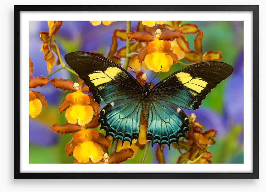 Insects