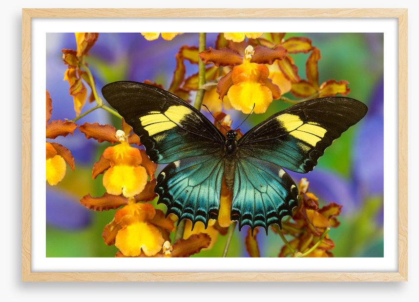 Insects