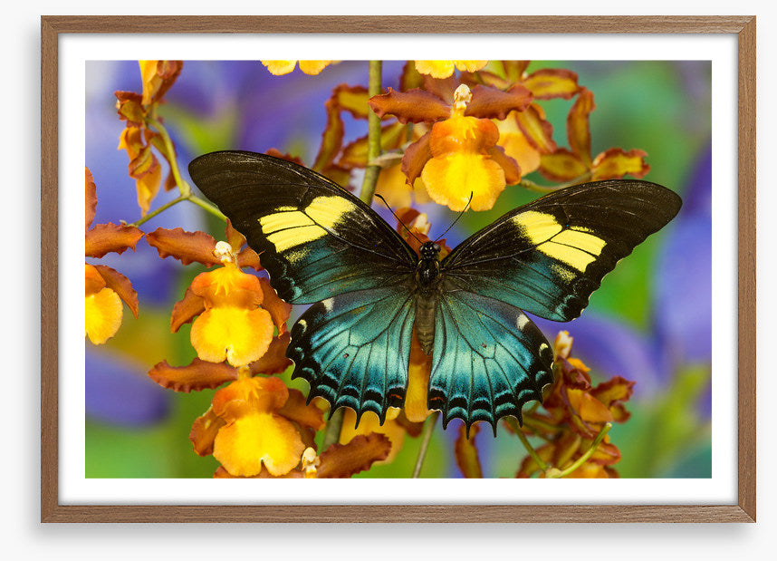 Insects
