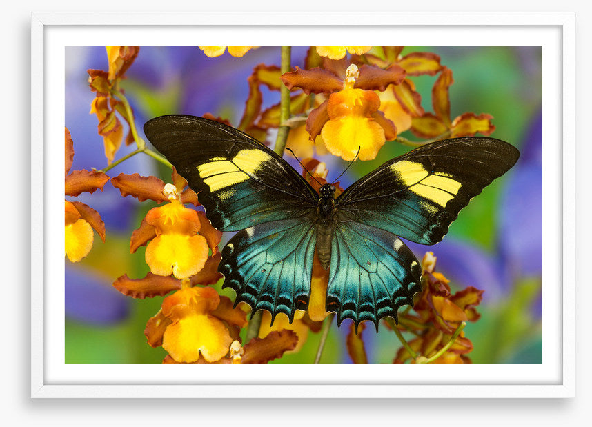 Insects