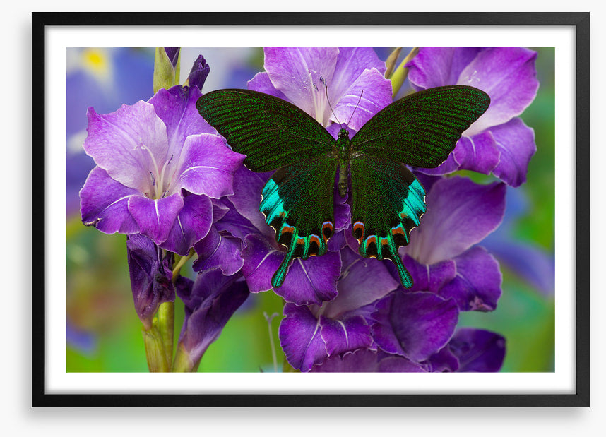 Insects