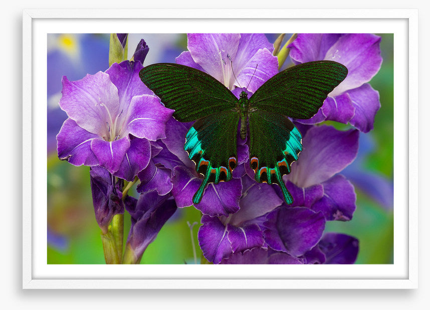 Insects