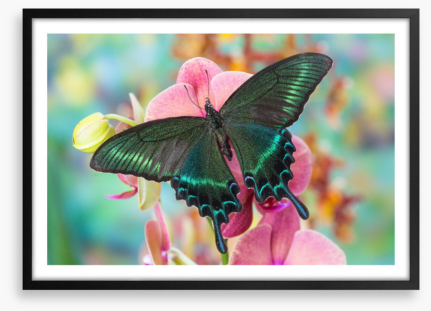 Alpine black swallowtail