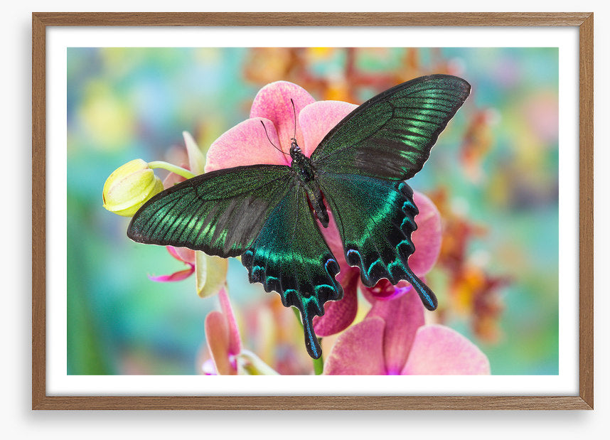 Alpine black swallowtail