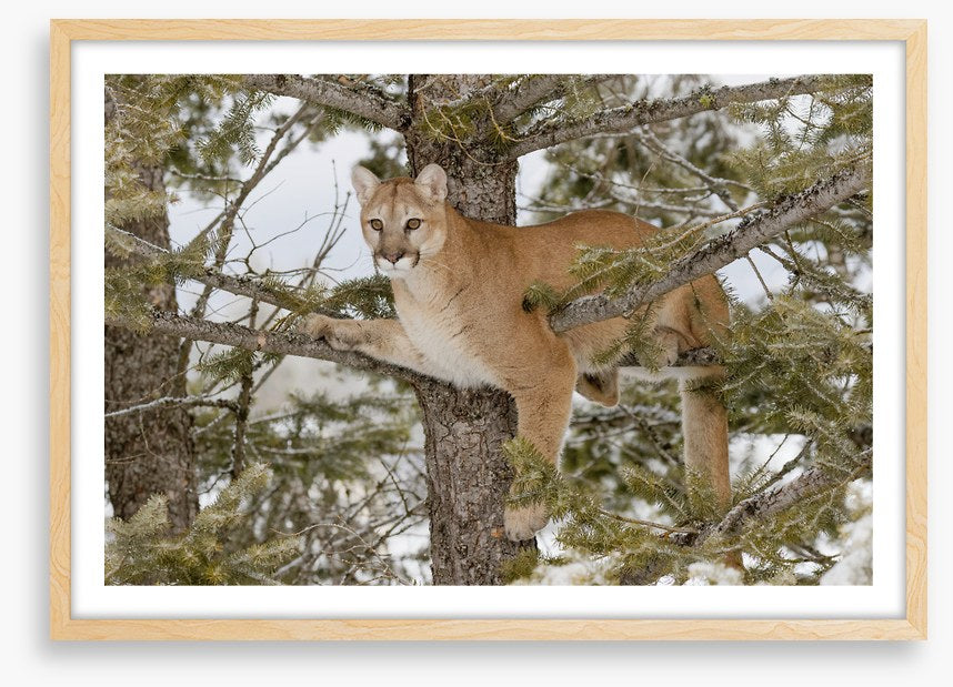 Mammals