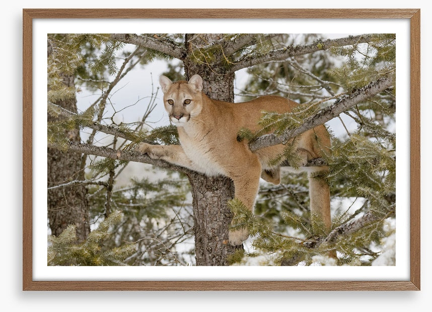 Mammals