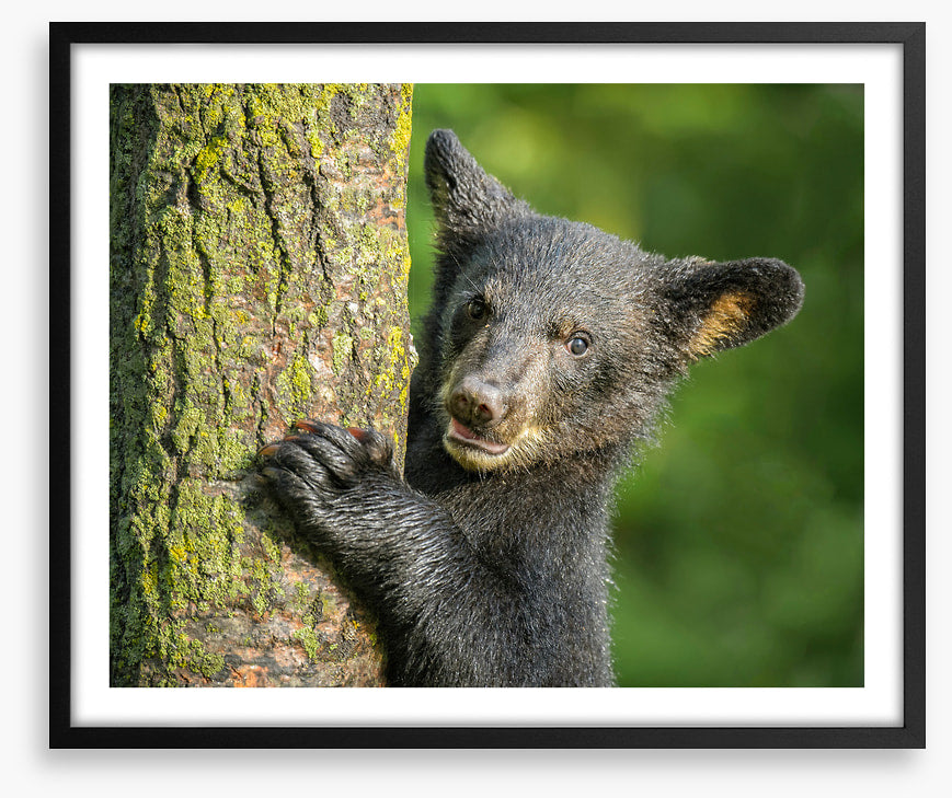 Tree hugger