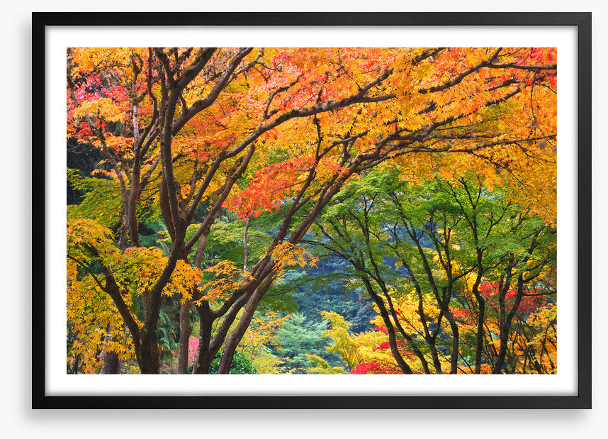 Maple medley