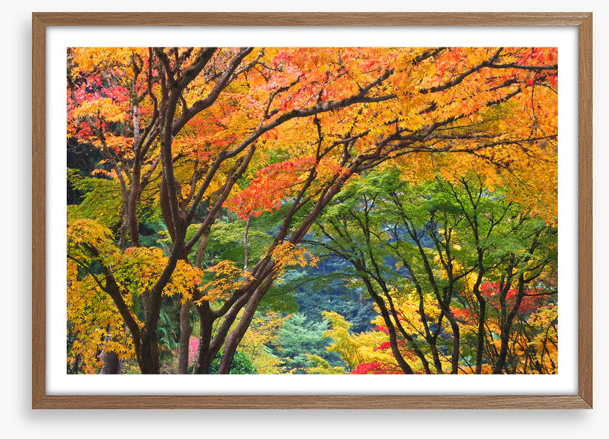 Maple medley