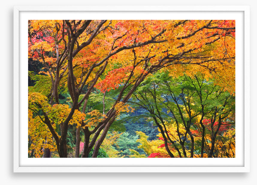 Maple medley