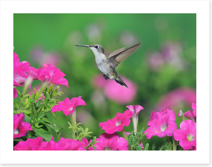 Pink petunia hummingbird