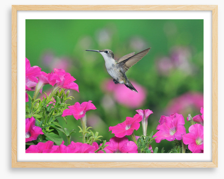 Pink petunia hummingbird