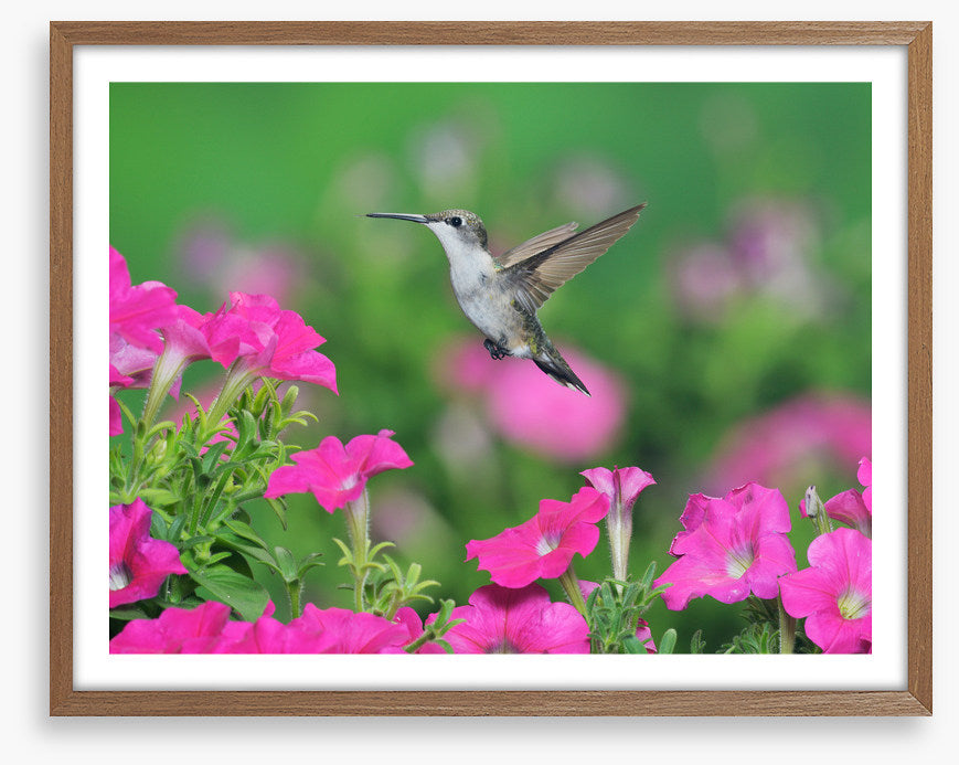 Pink petunia hummingbird