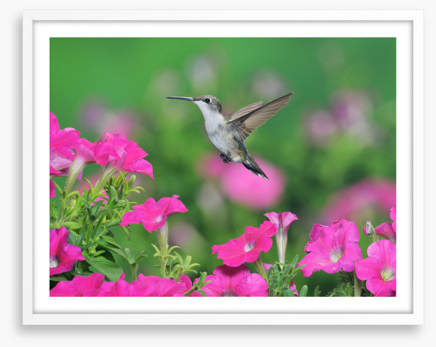 Pink petunia hummingbird