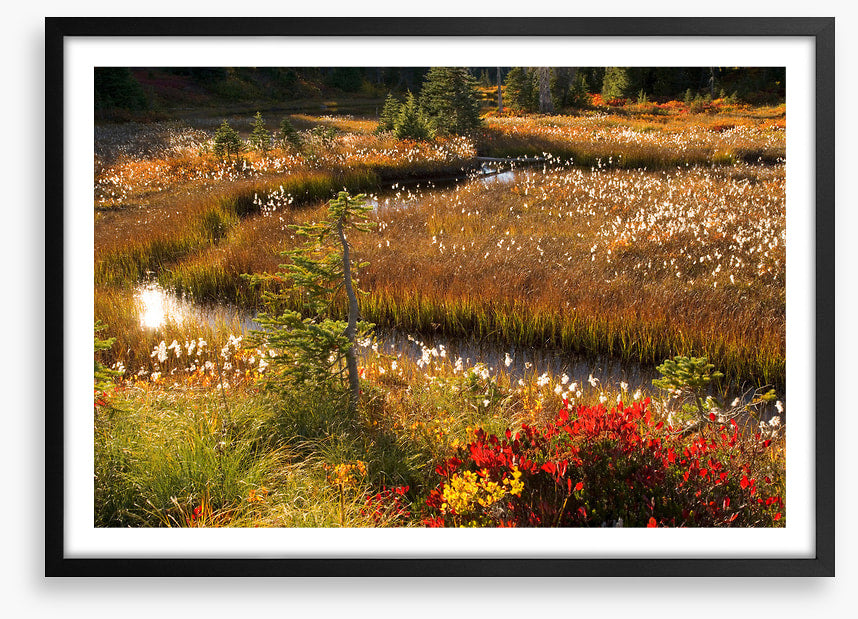 Wildflower stream
