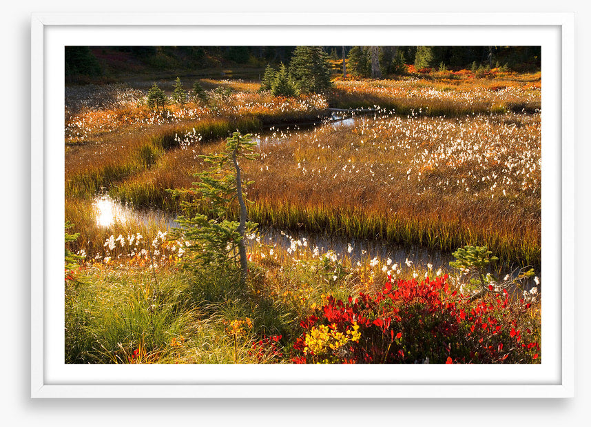 Wildflower stream