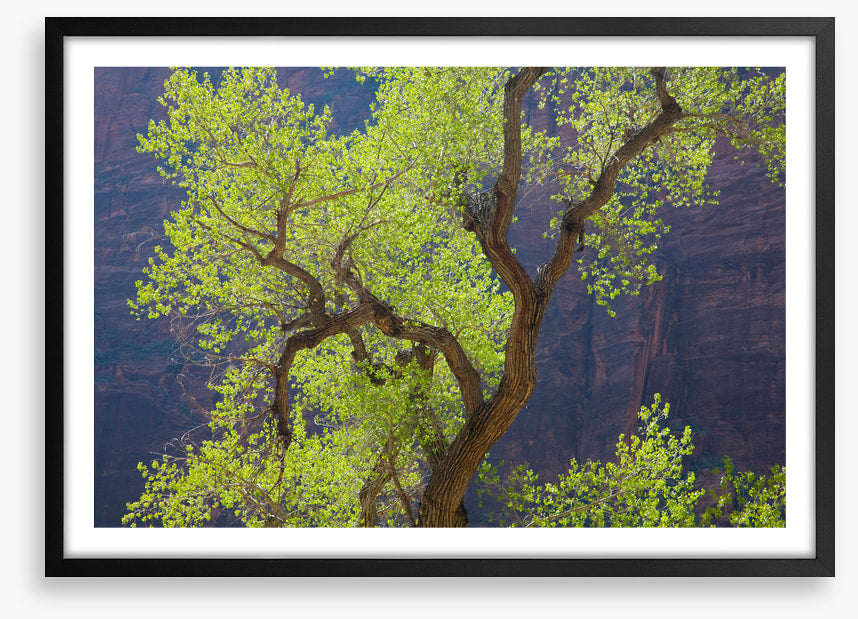 Cottonwood cliff