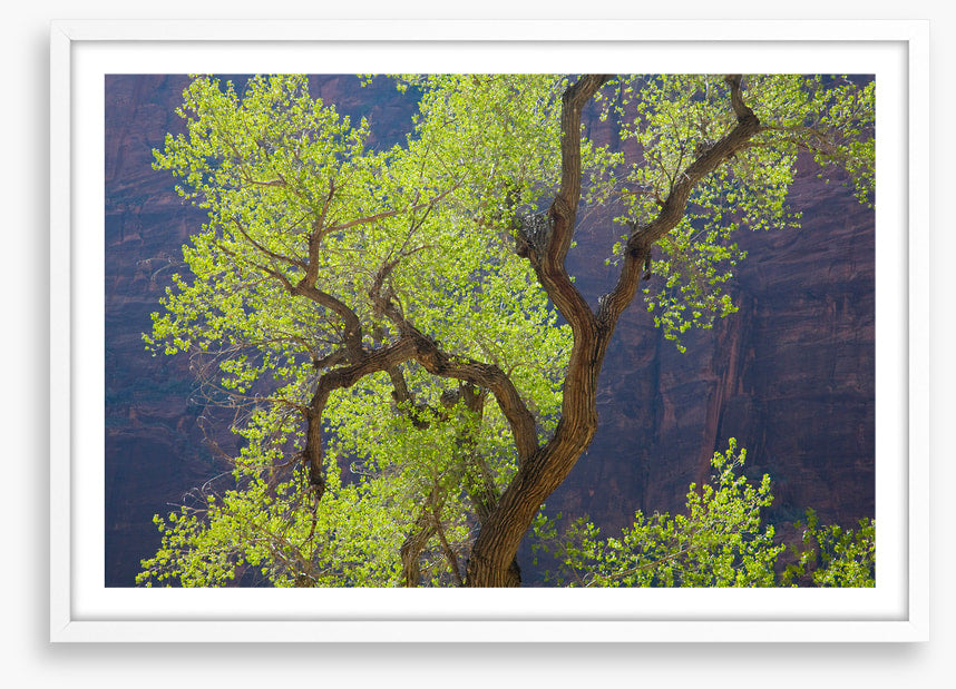 Cottonwood cliff