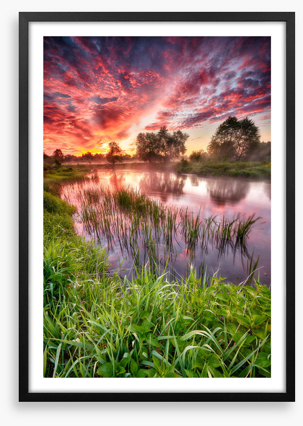 River reed sunset