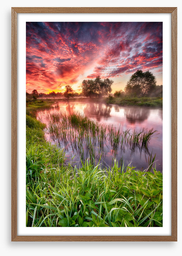 River reed sunset