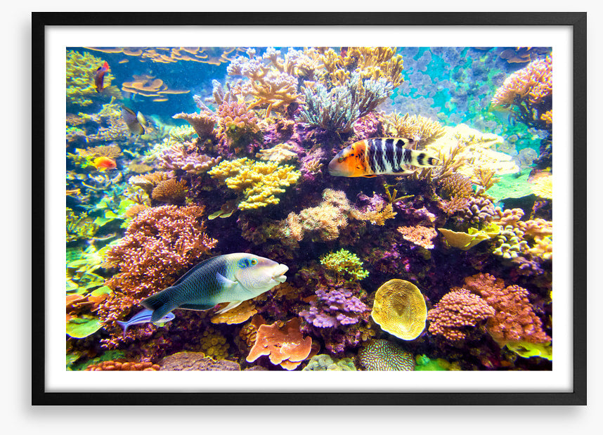 Floral reef