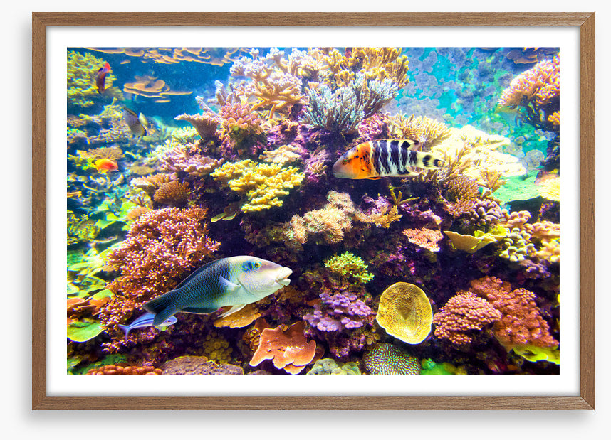 Floral reef